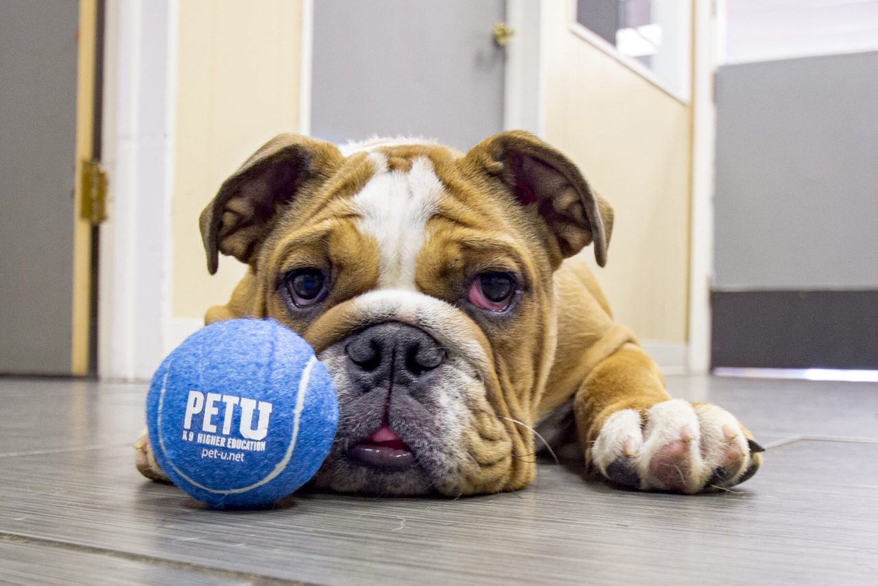 PetU franchise support