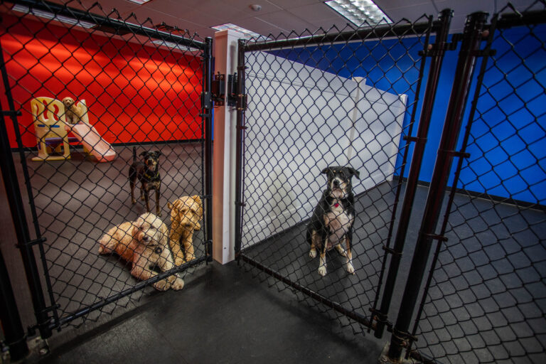 Dog Training in Mequon