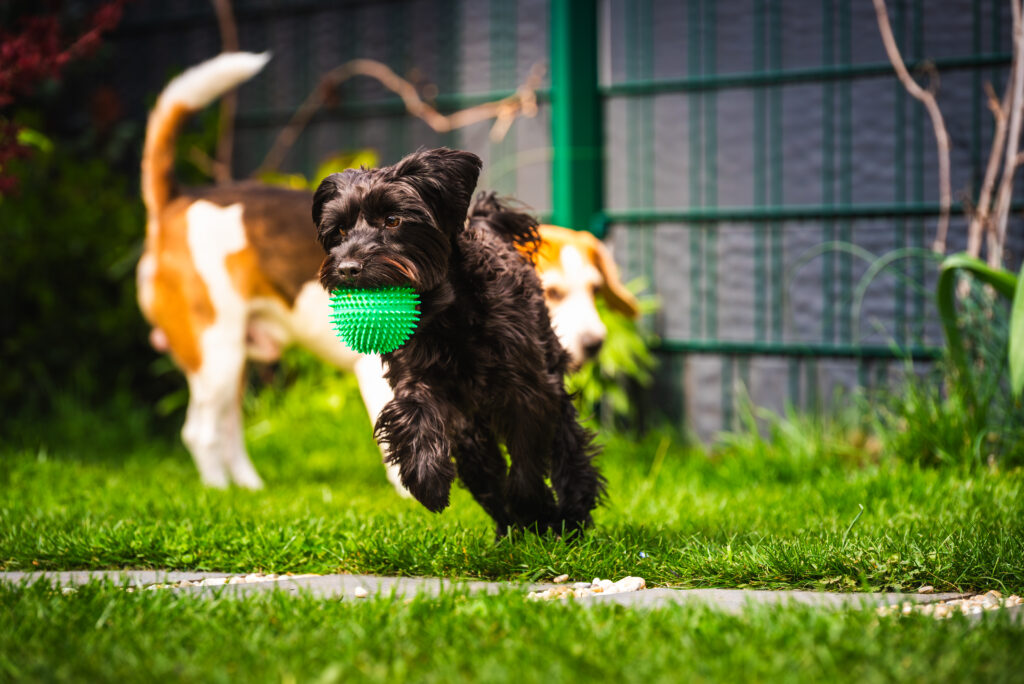 Fast Effective Dog Training