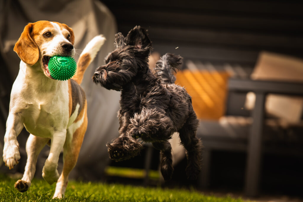 Dog Training Classes in Mequon