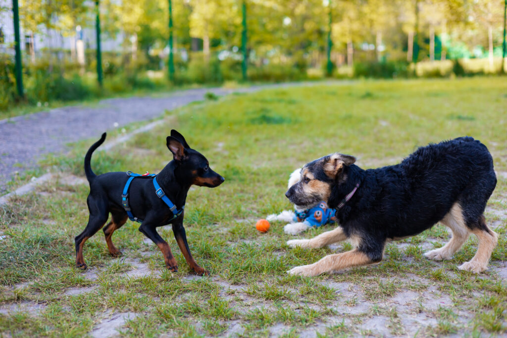 best dog trainers near me