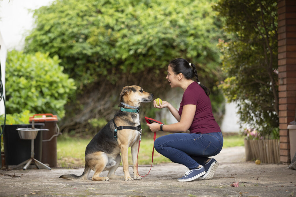 dog aggression training near me
