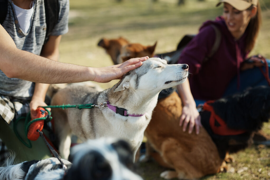 Best 1 on 1 Dog Training for Aggressive Dogs in Racine