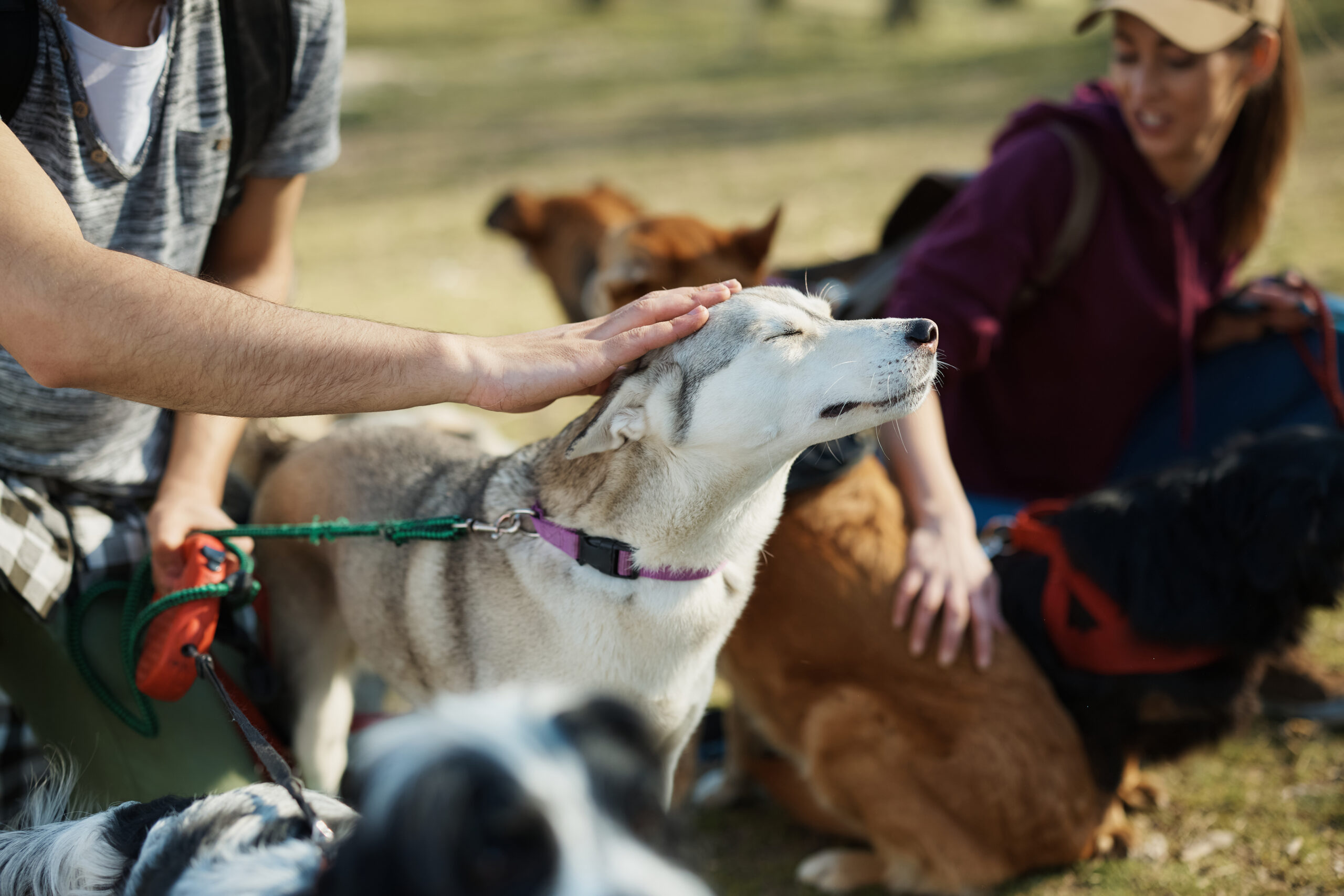 Best 1 on 1 Dog Training for Aggressive Dogs in Racine