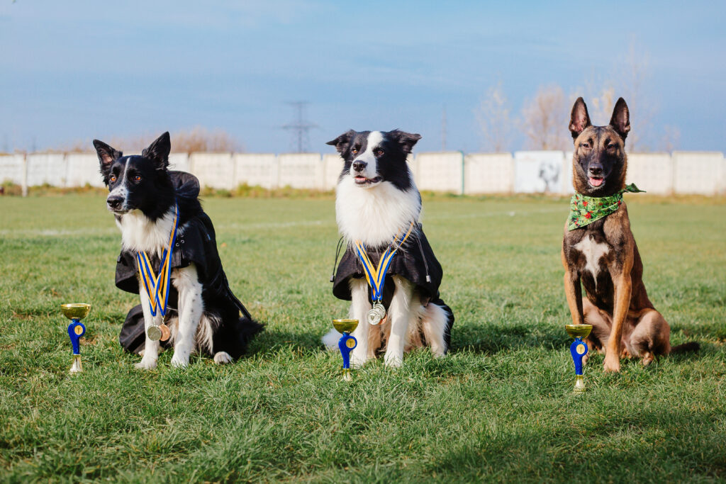 dog training classes in Racine