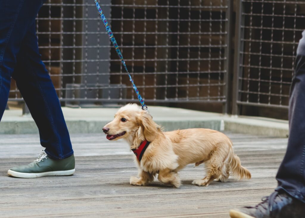 Puppy Basic Obedience Training