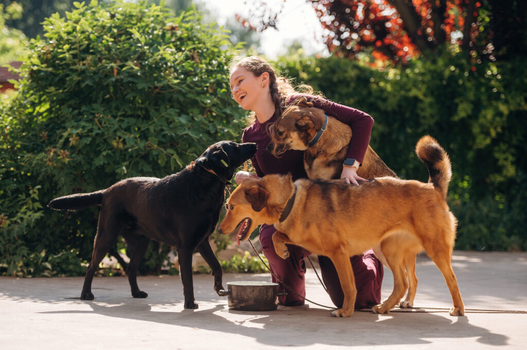 Milwaukee dog training classes