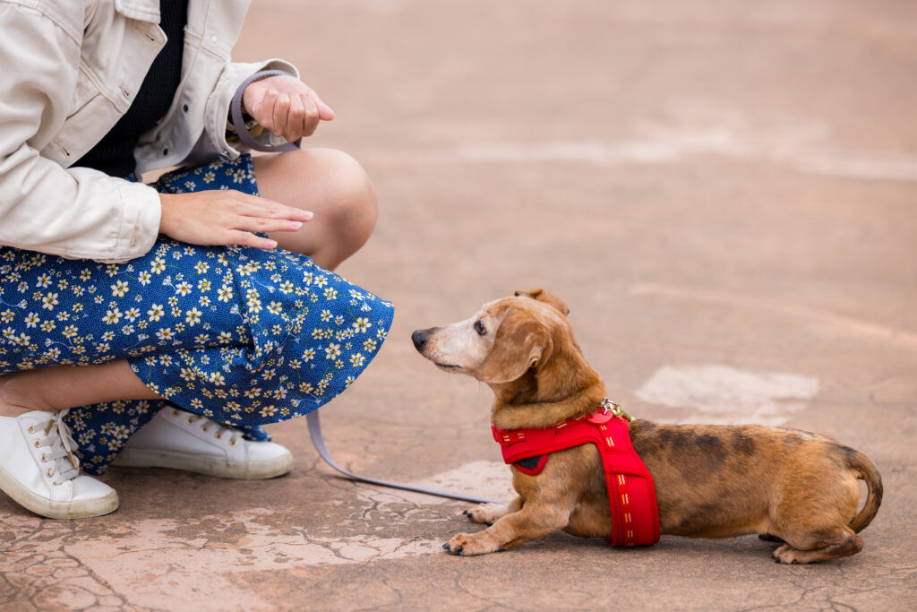 Puppy Basic Obedience training
