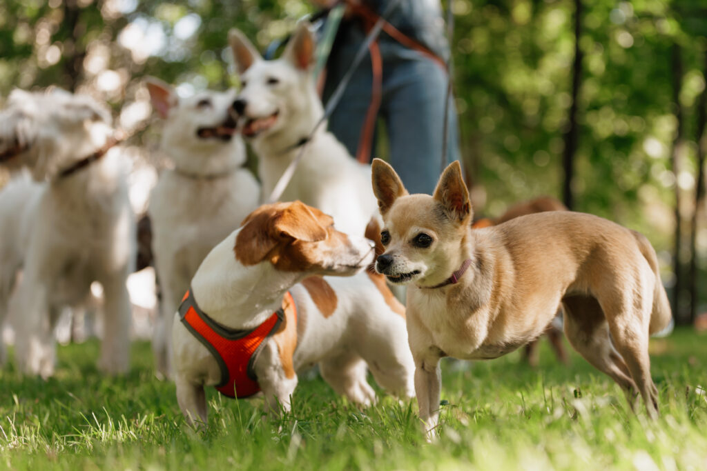 Socialization classes for dogs