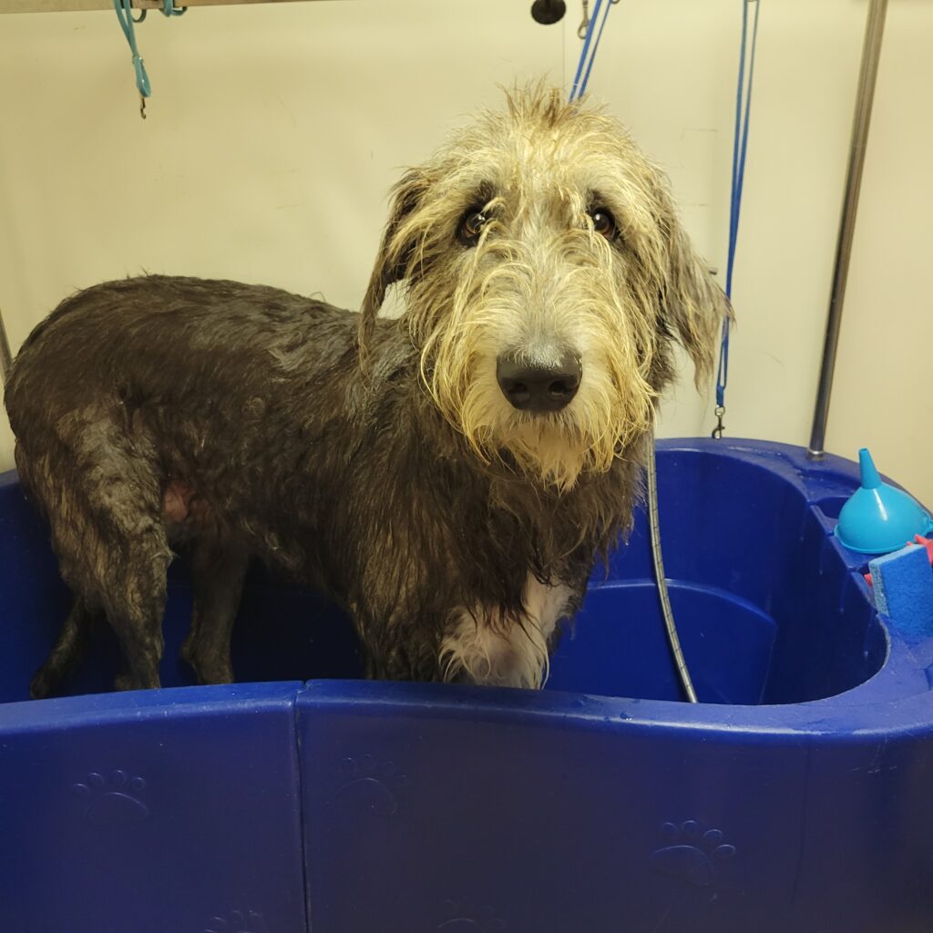 Image showcasing Affordable Dog Grooming in Mequon | PetU Grooming Services