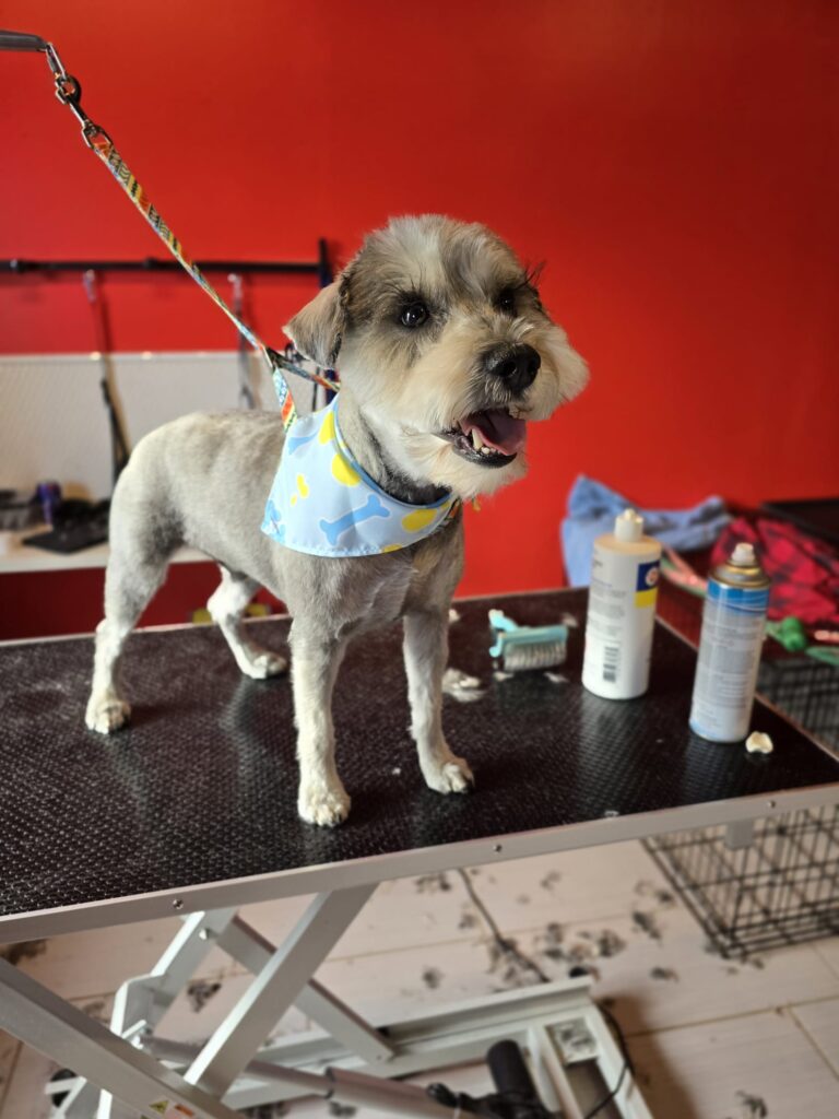 affordable dog grooming Milwaukee, Racine & Mequon