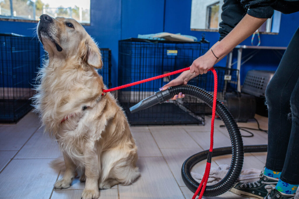 Affordable Dog Grooming