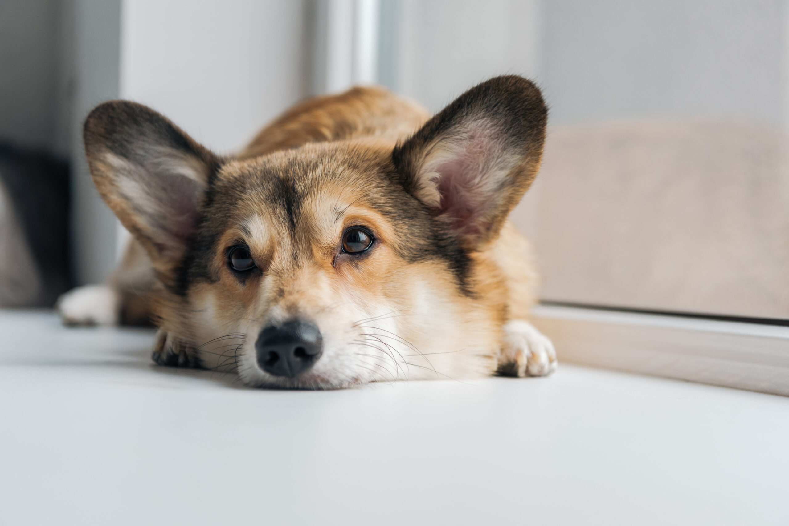 How To Help a Dog With Separation Anxiety