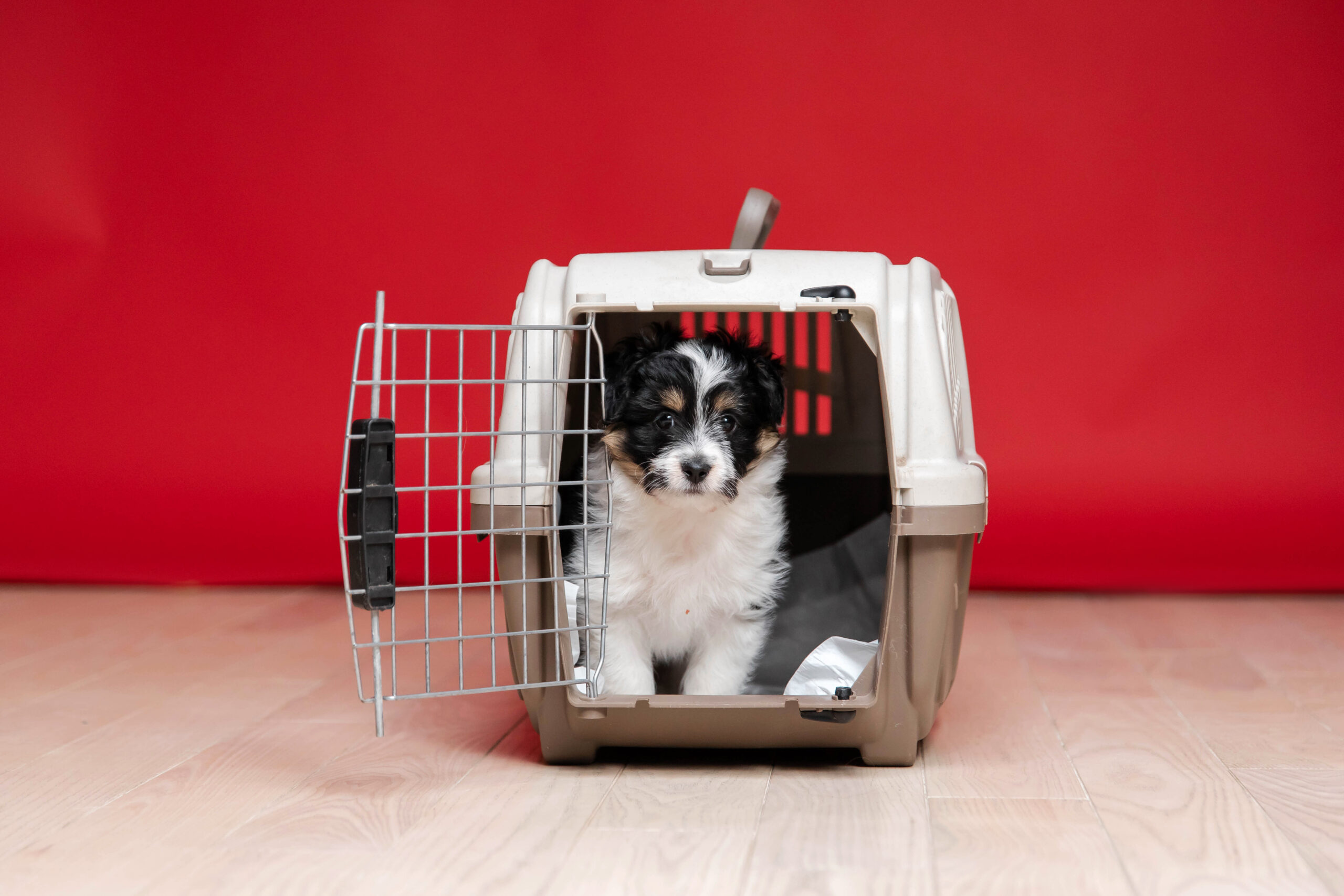 Crate training a puppy