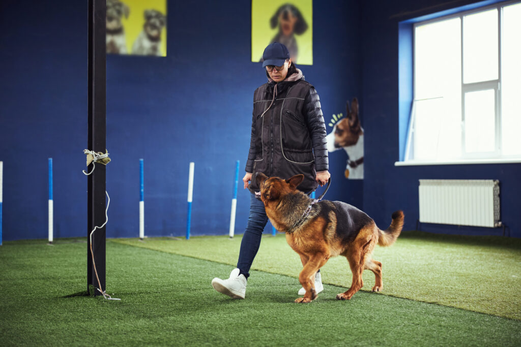 Best dog training classes in Mequon WI