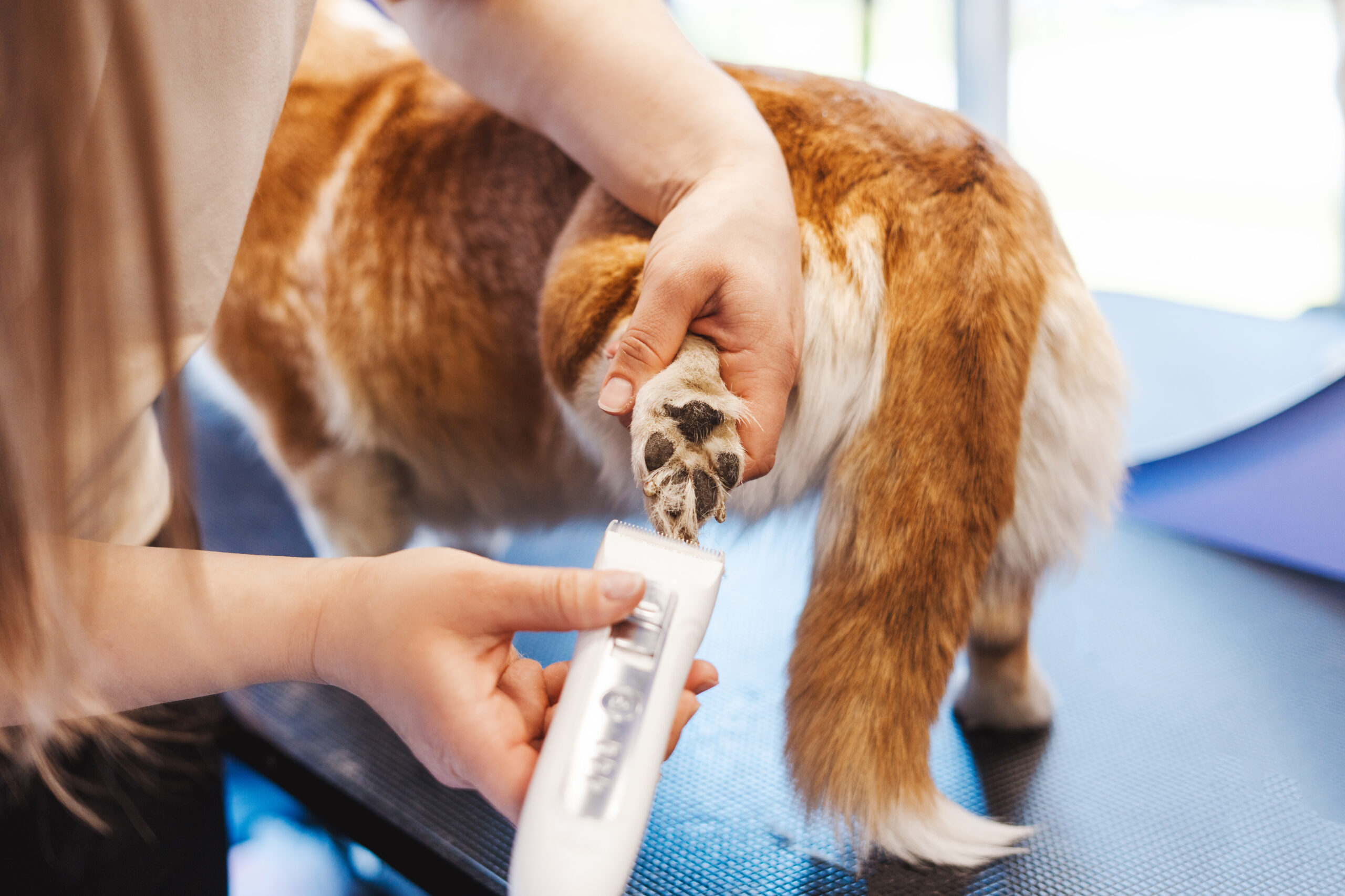 dog nail trimming near me