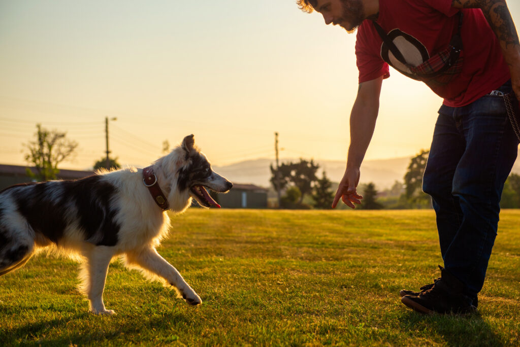 Off-Leash Canine Training