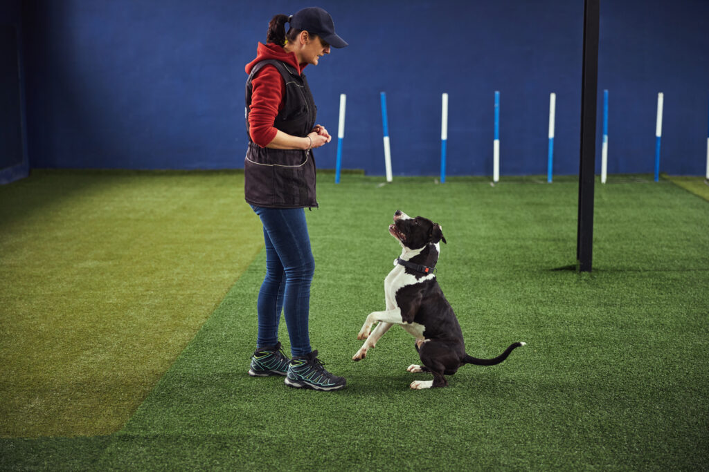 best dog trainers in Milwaukee WI