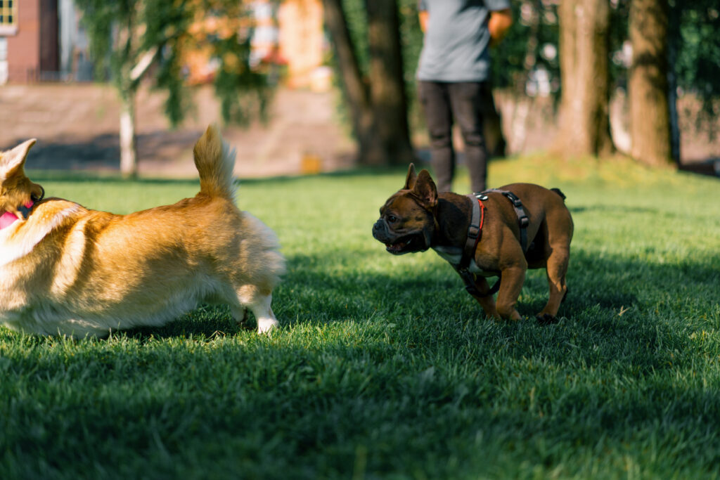 Dog Training Classes in Milwaukee, Racine, Mequon