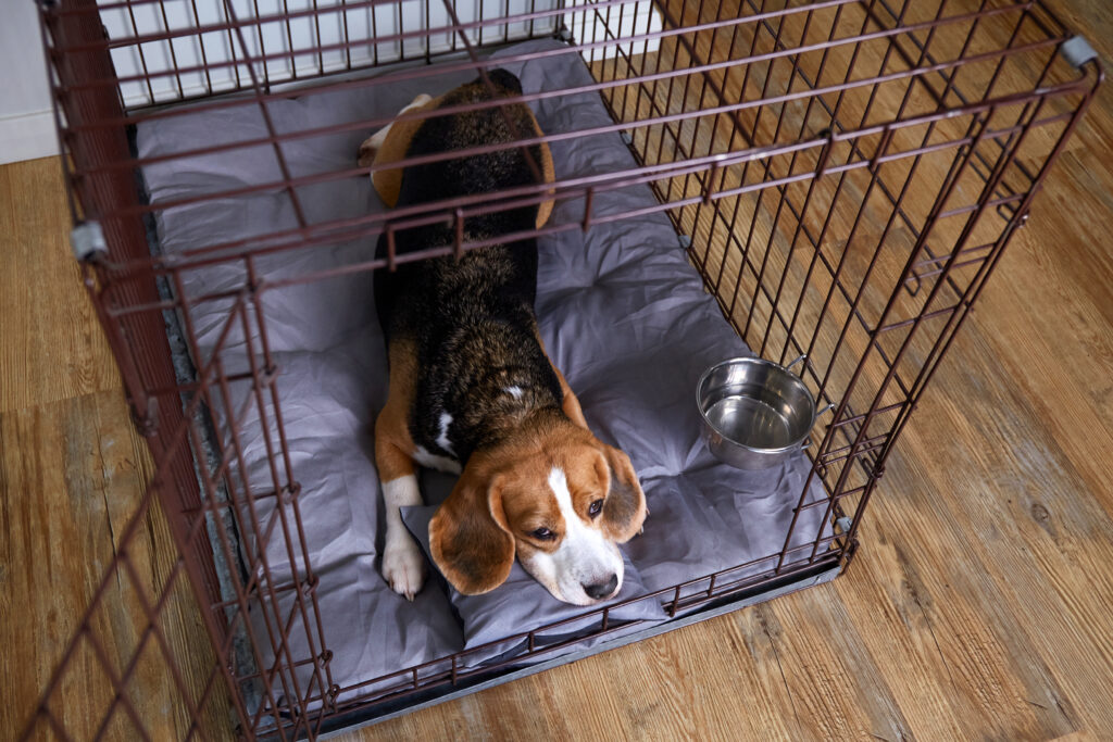 Crate training a puppy