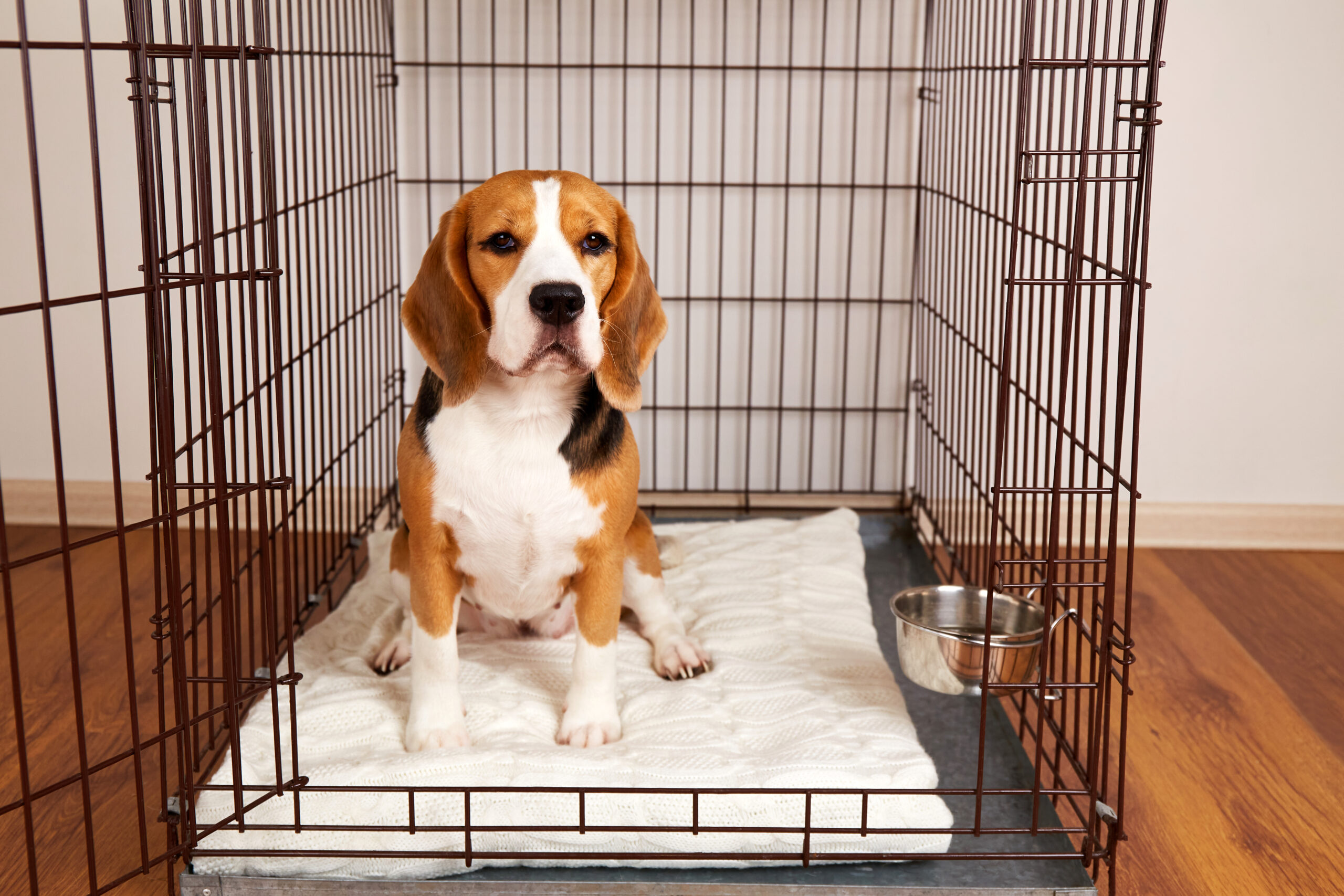 crate training a puppy