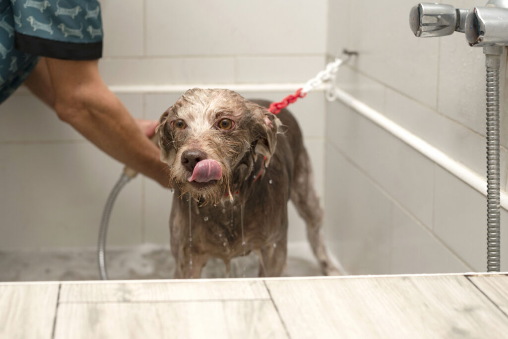 best dog grooming and bathing in Wisconsin