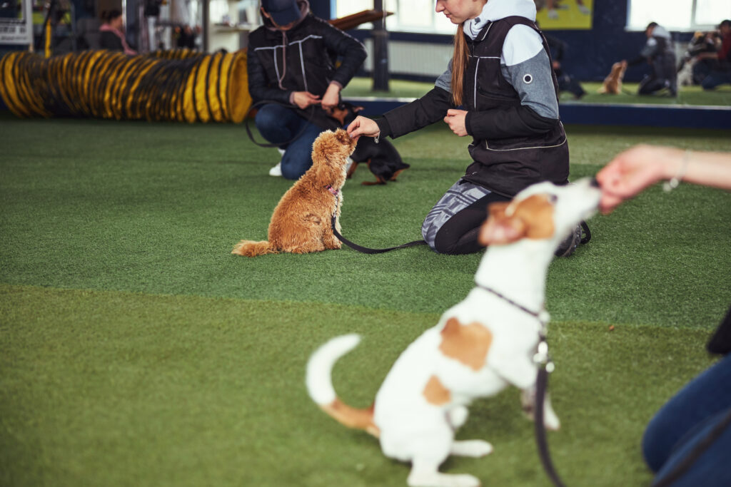 Best Dog training classes in Mequon, Milwaukee, and Racine.
