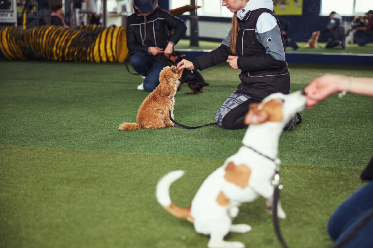 Best Dog training classes in Mequon, Milwaukee, and Racine.