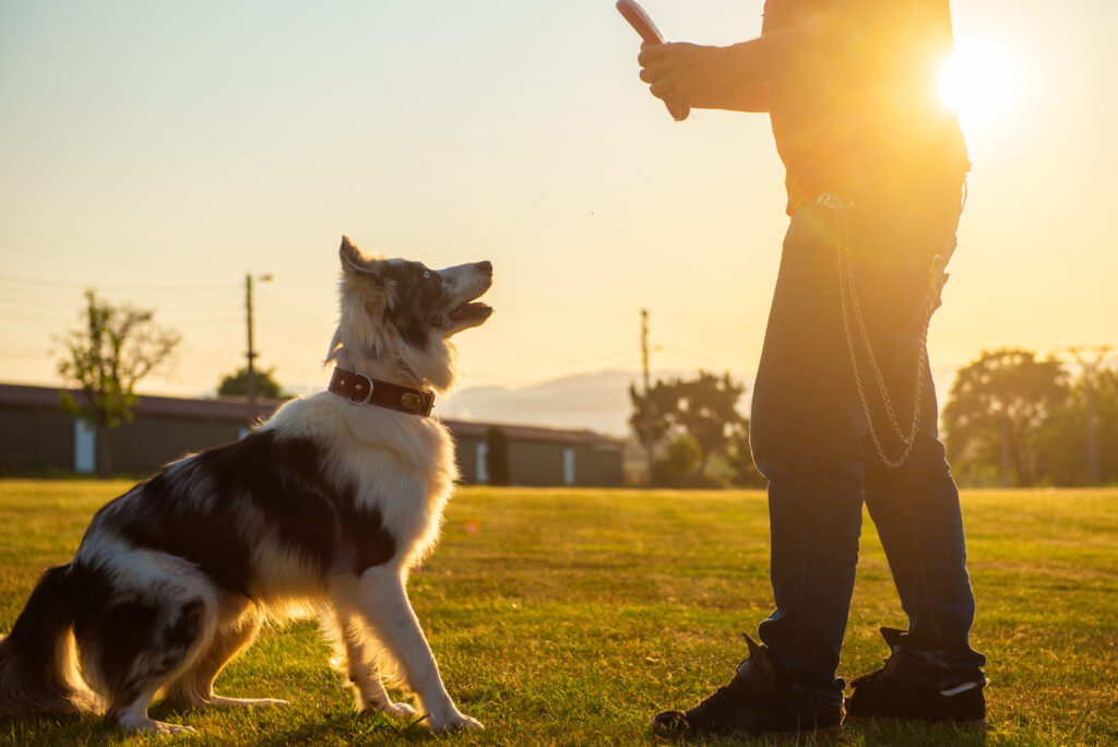 Best Dog Trainers