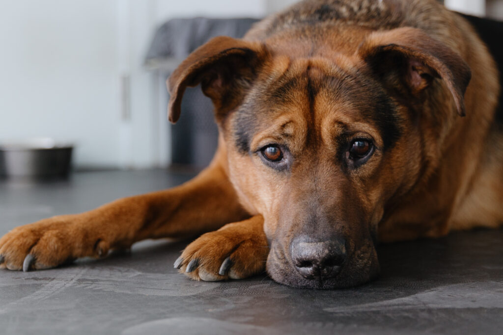 dog separation anxiety training for an anxious dog