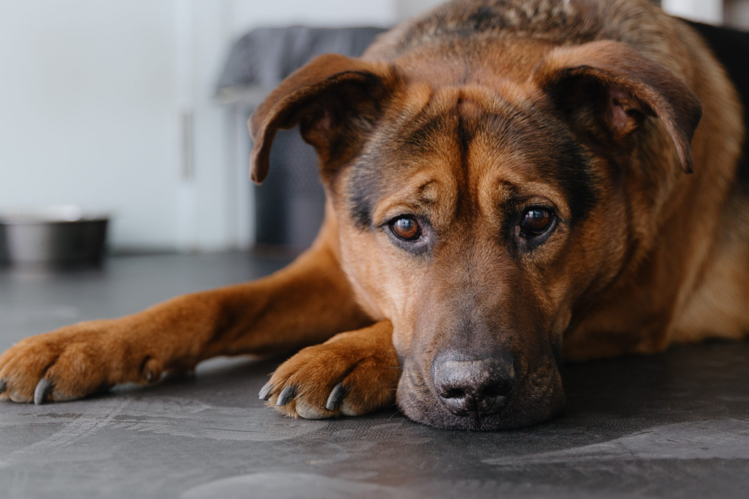 dog separation anxiety training for an anxious dog