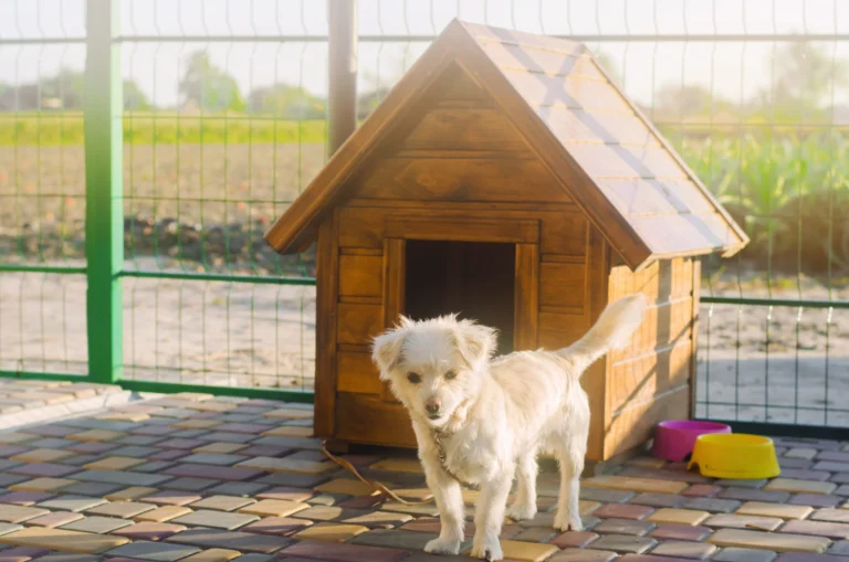 pet boarding near me for dogs