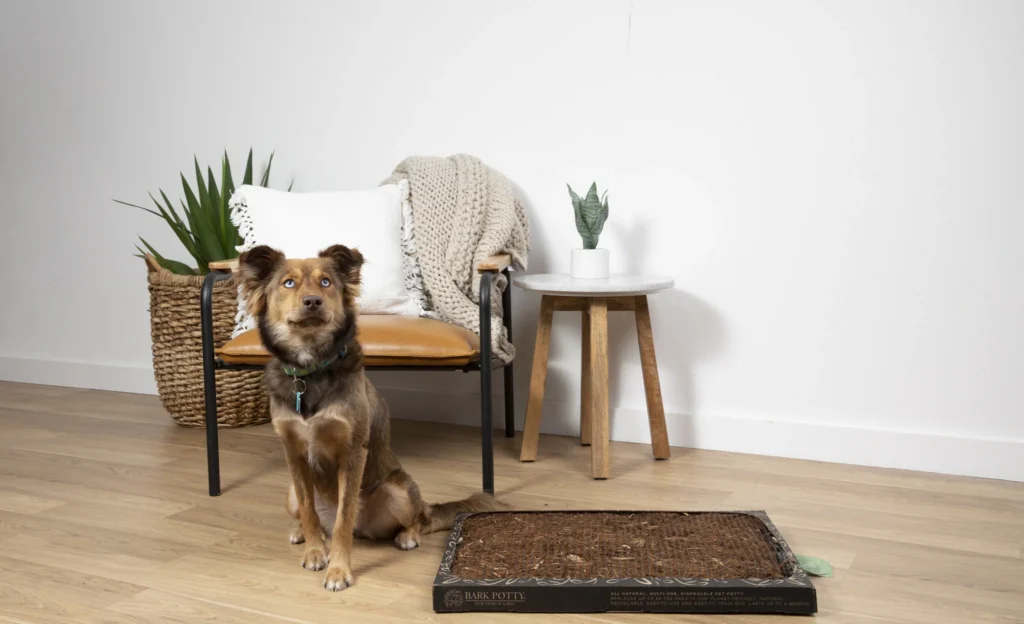 dog potty training near me