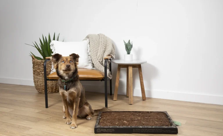 dog potty training near me