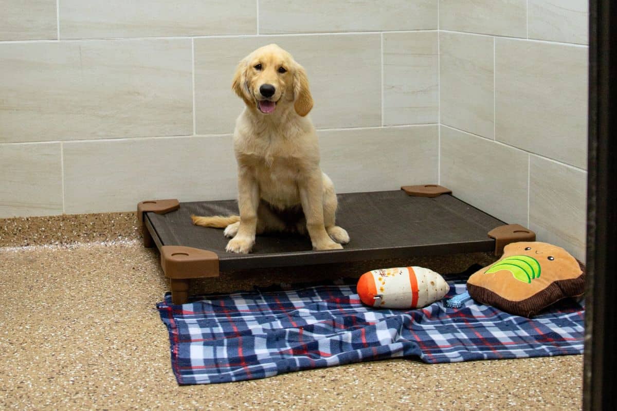 dog boarding near me